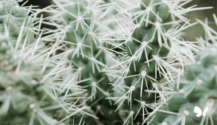 Close up image of a cactus plant and its thorns